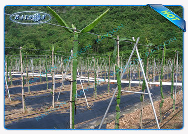 Biodegradable no tejida no tejida de la cubierta de la agricultura de los PP del punto de Seasame