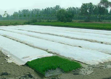 Tela no tejida de la cubierta de la agricultura de Spunbond, telas de los PP del paisaje para la casa verde