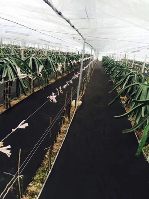 tela no tejida del control de malas hierbas del metro 1.6x10 para cultivar o cultivar un huerto