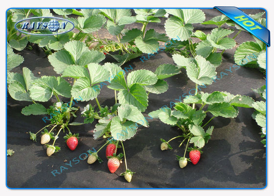 Cubierta no tejida resistente biodegradable de Agricultrual en el color negro 1.5OZ 40gsm a 100gsm