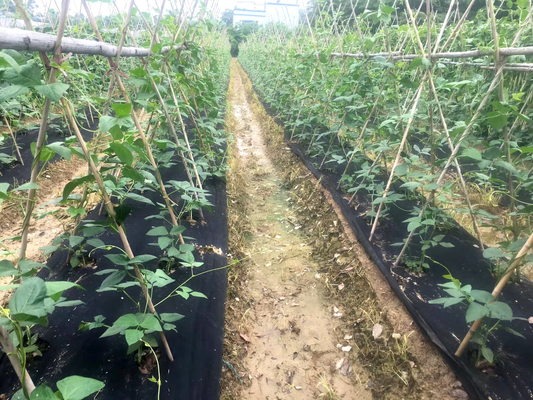 Cubierta de tierra plástica negra de la mala hierba del huerto de la tela agrícola del bloque