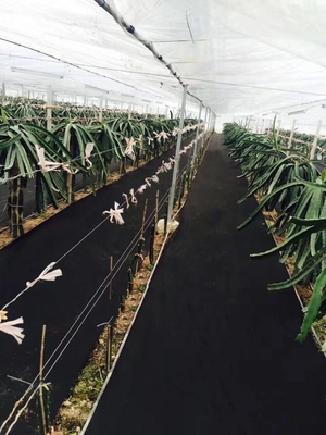cubierta no tejida de la agricultura de la anchura de 100gsm los 300cm con 5 años de garantía