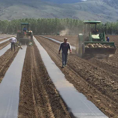 Tela no de par en par tejida blanca de los PP de la agricultura del invernadero del color estupenda